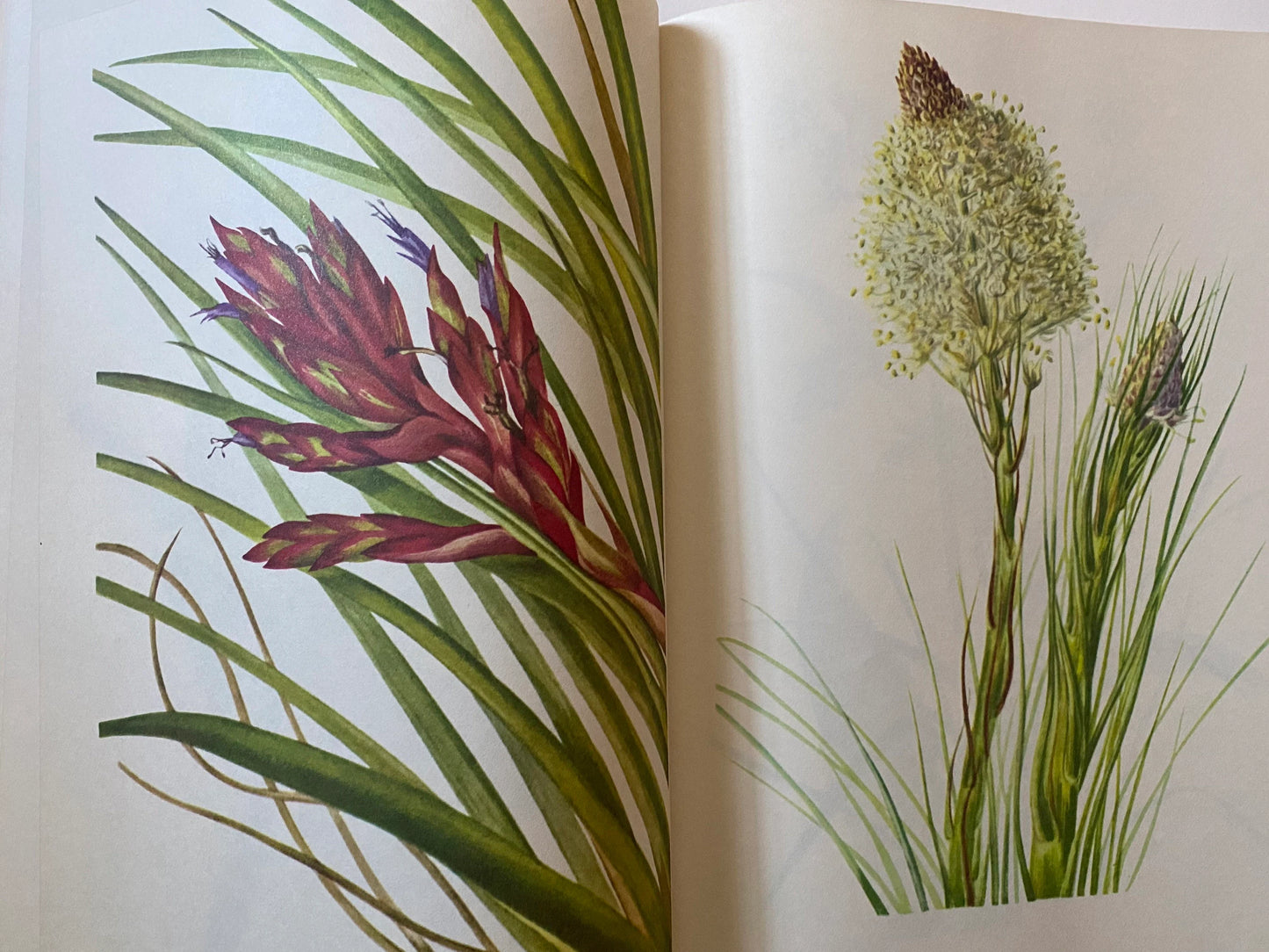 Wild Flowers of America (used)