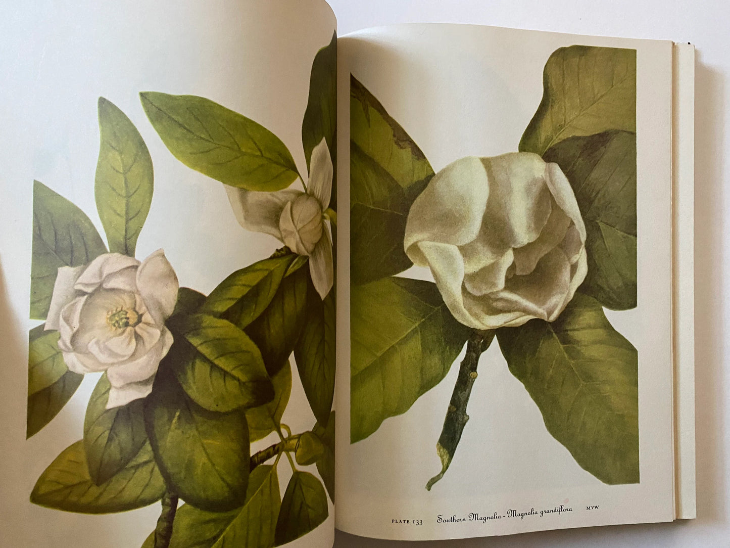 Wild Flowers of America (used)