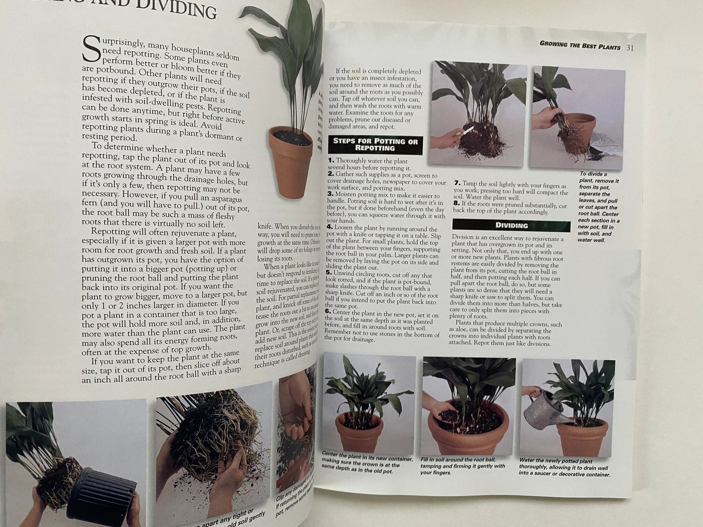 Houseplants (used)