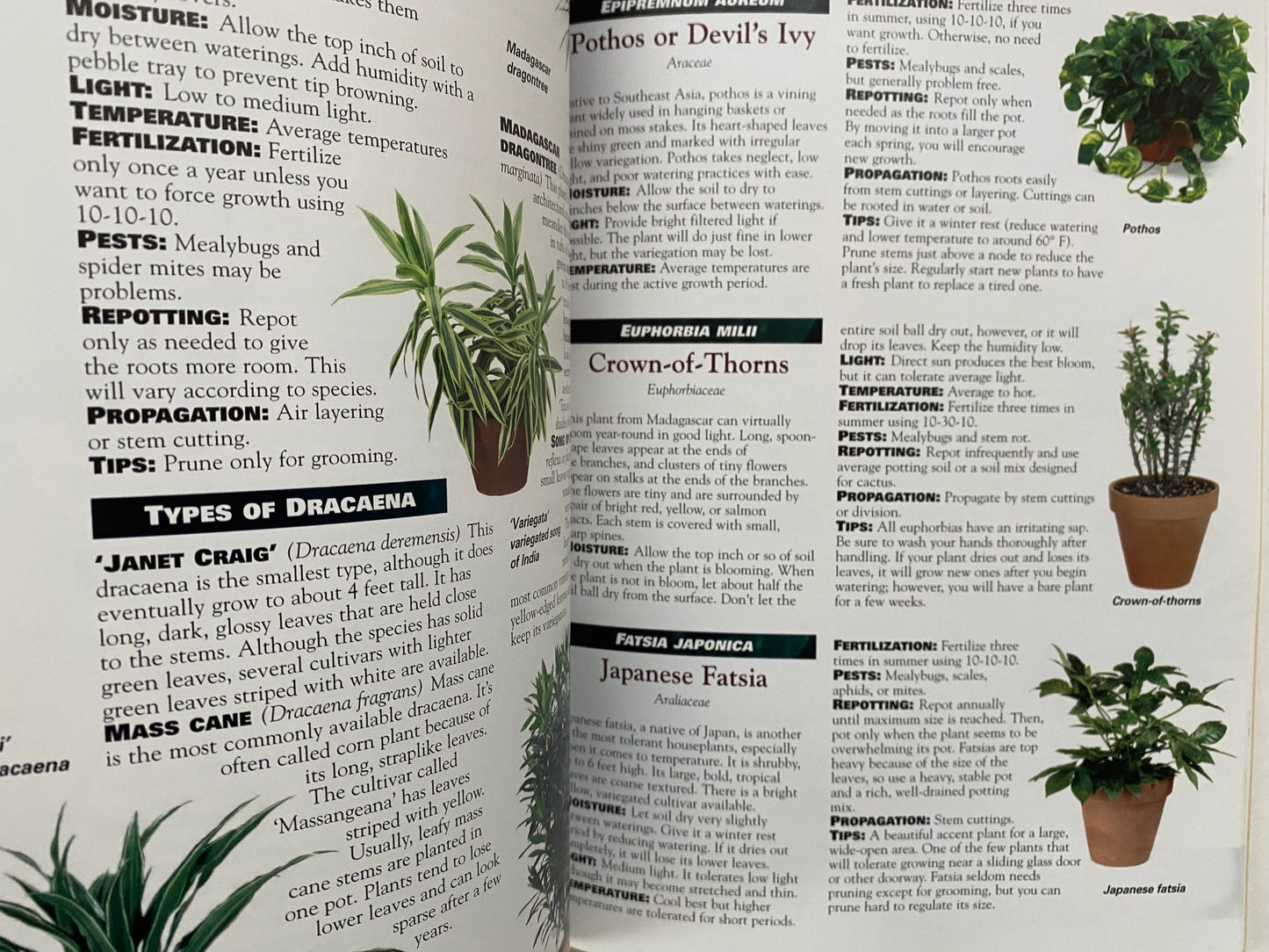 Houseplants (used)