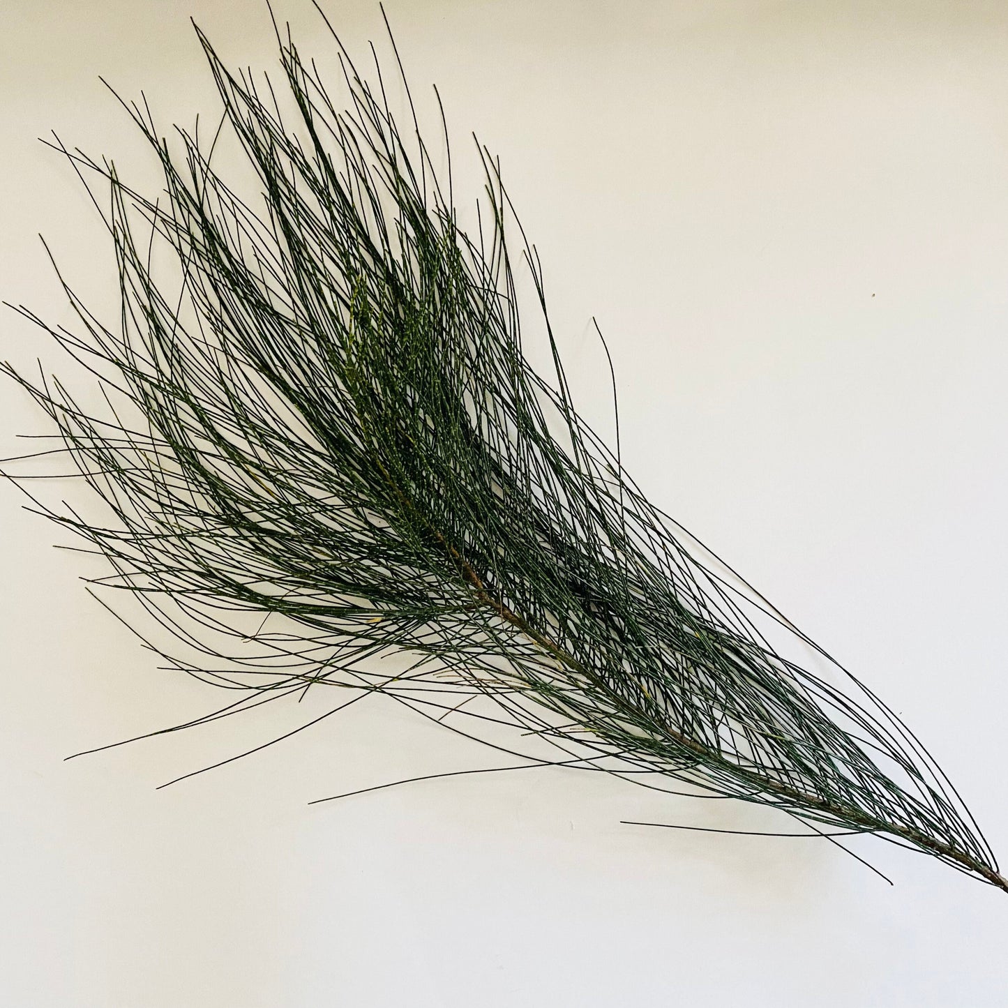 Casuarina equisetifolia Branch Cuttings