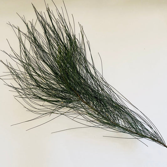 Casuarina equisetifolia Branch Cuttings