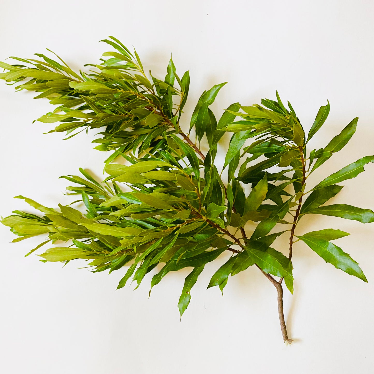 Fresh Cut Bayberry Branches