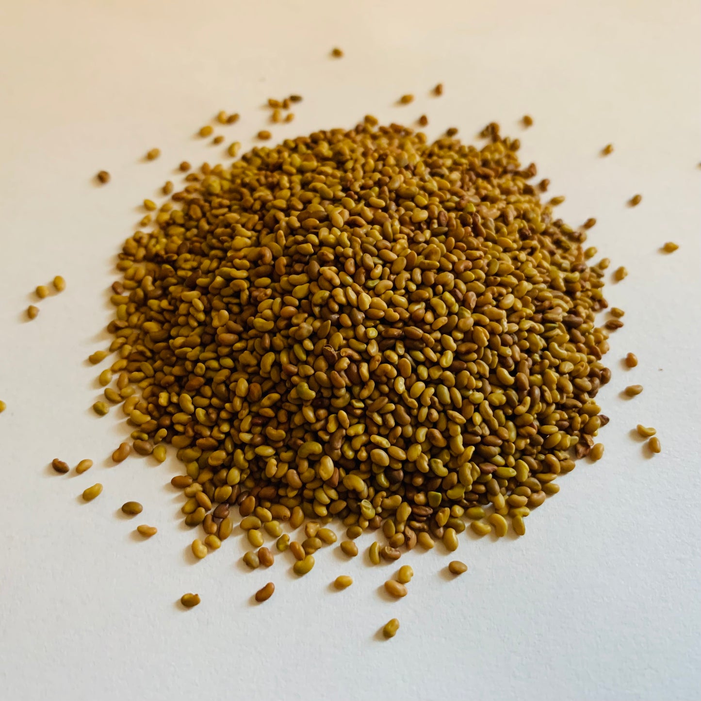 Alfalfa Seeds, Organic