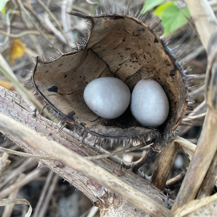 Gray Nicker Beans, Fevernut, Mancala Stones