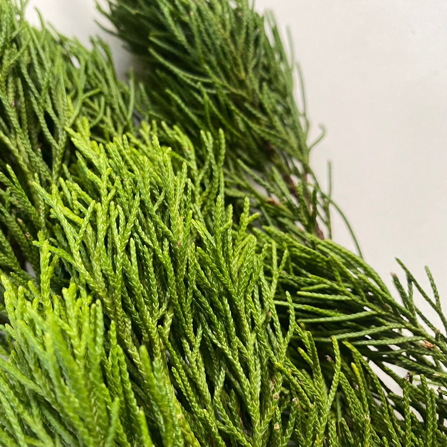Fresh Cut Cedar Branches