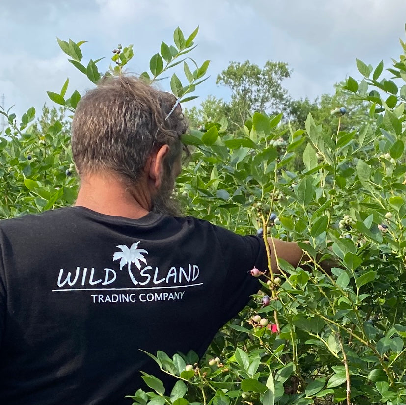 1 oz Bag of Florida-Grown Blueberry Leaves | Dried, Cut & Sifted