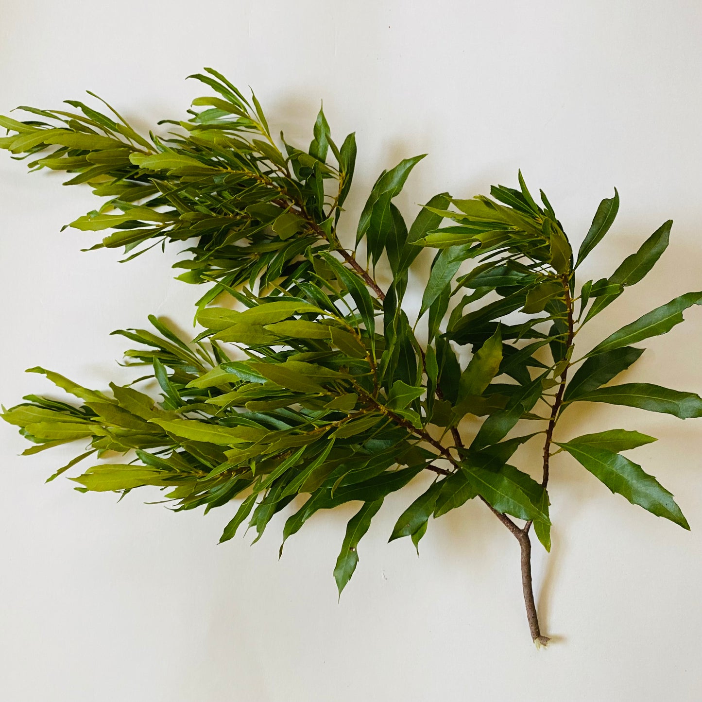 Fresh Cut Bayberry Branches