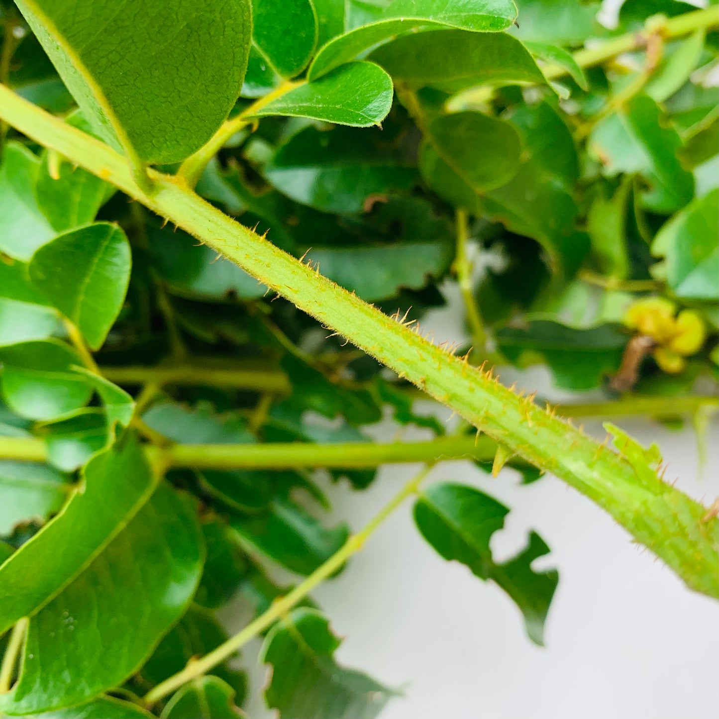 Quita Maldicion, Fresh Cuttings, 6 Pieces, 12” Long