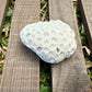 Mini Natural Coral Skeleton – 2.8 oz Star Coral | Sun-Bleached Ocean Specimen