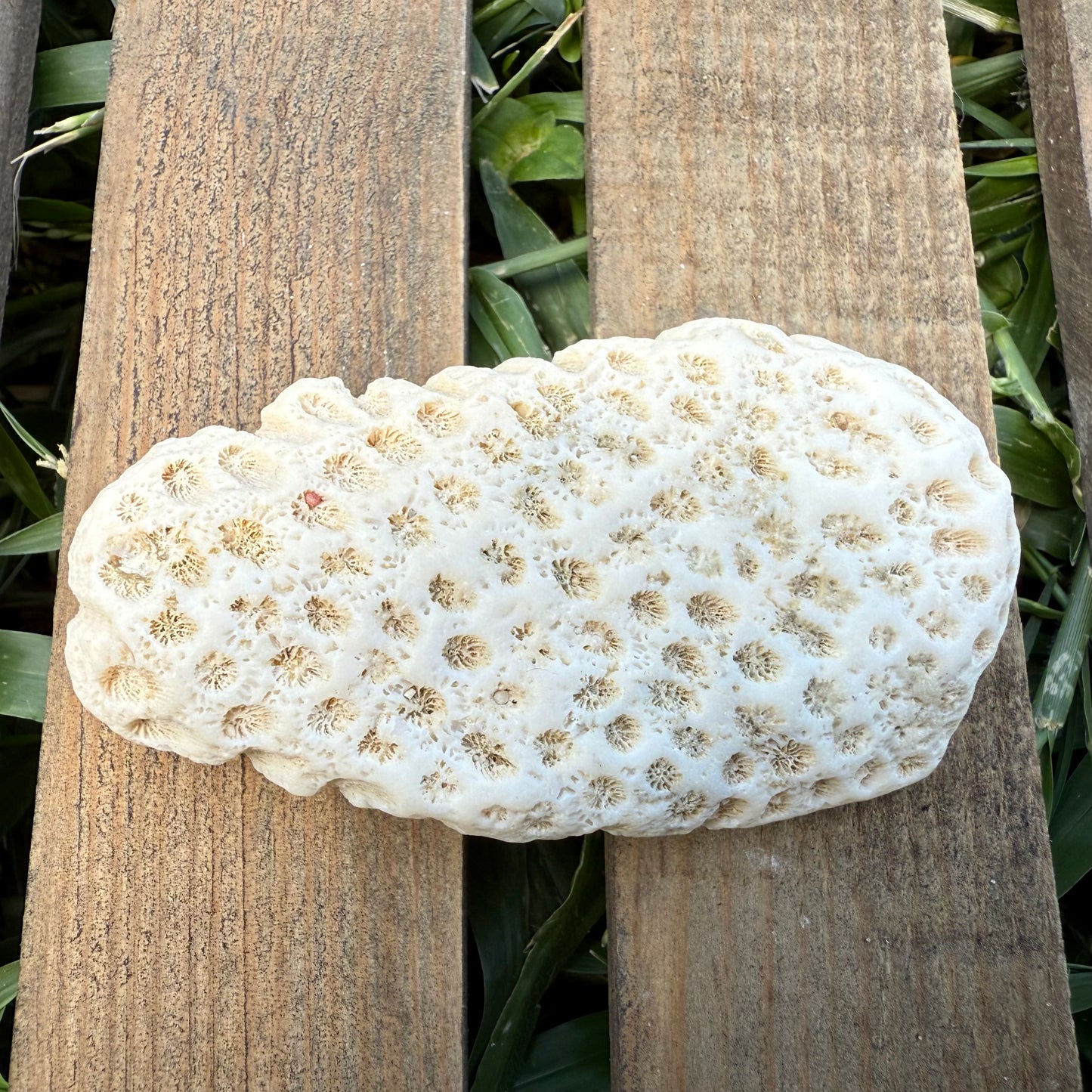 Natural Coral Skeleton – 2.6 oz Honeycomb Coral | Sun-Bleached Ocean Specimen