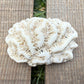 Leaf Coral Skeleton – 2 oz Natural Ocean Specimen | Sun-Bleached Reef Coral