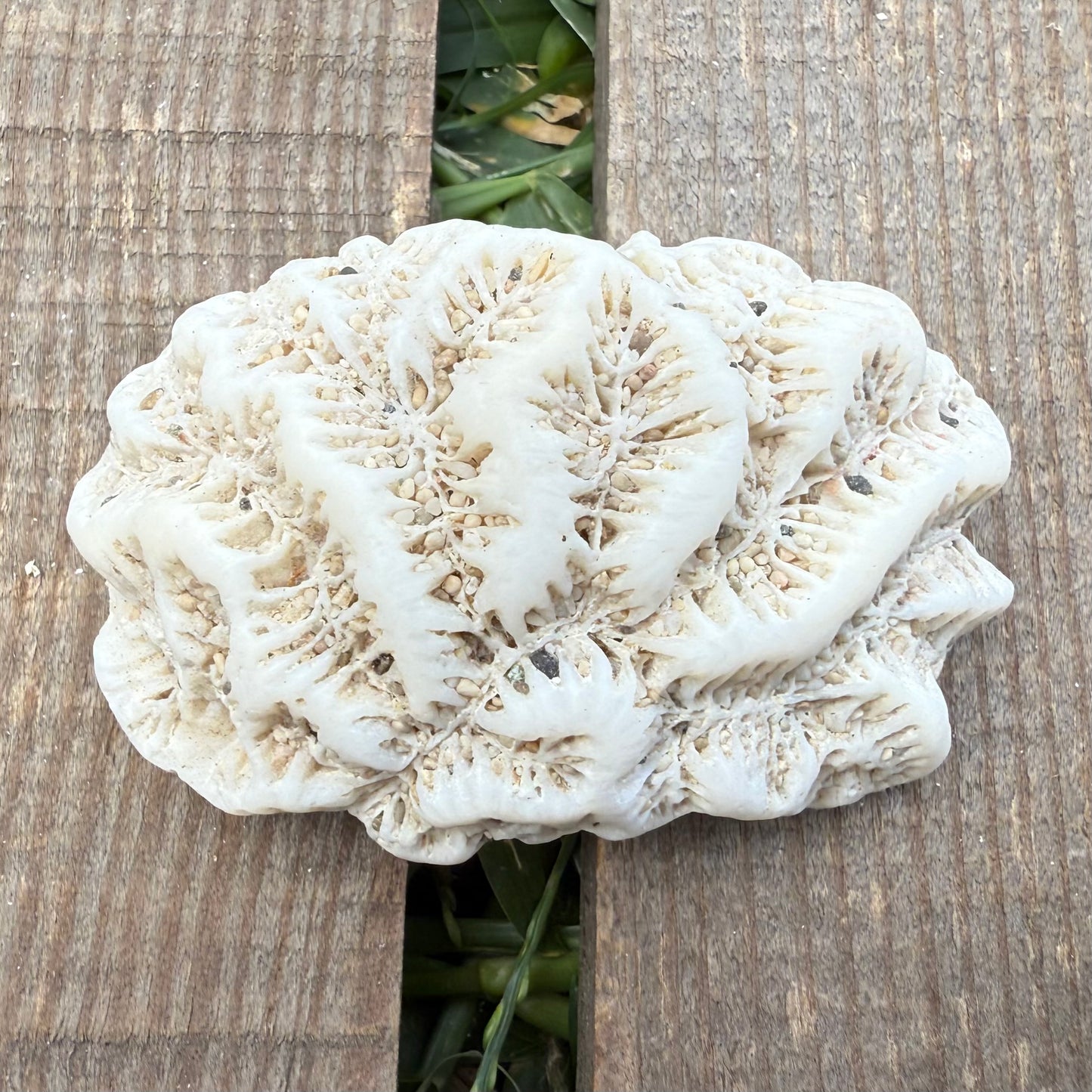 Leaf Coral Skeleton – 2 oz Natural Ocean Specimen | Sun-Bleached Reef Coral