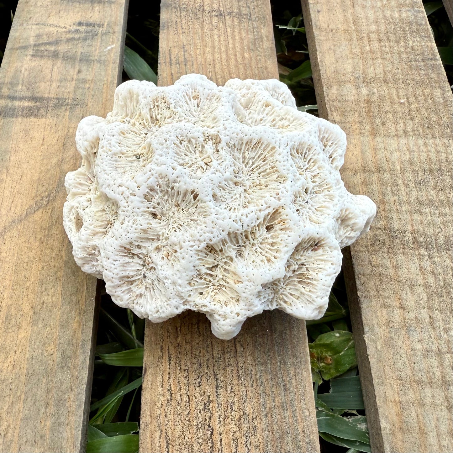 Natural Coral Skeleton – 4.8 oz Star Coral | Sun-Bleached Ocean Specimen & Coastal Décor