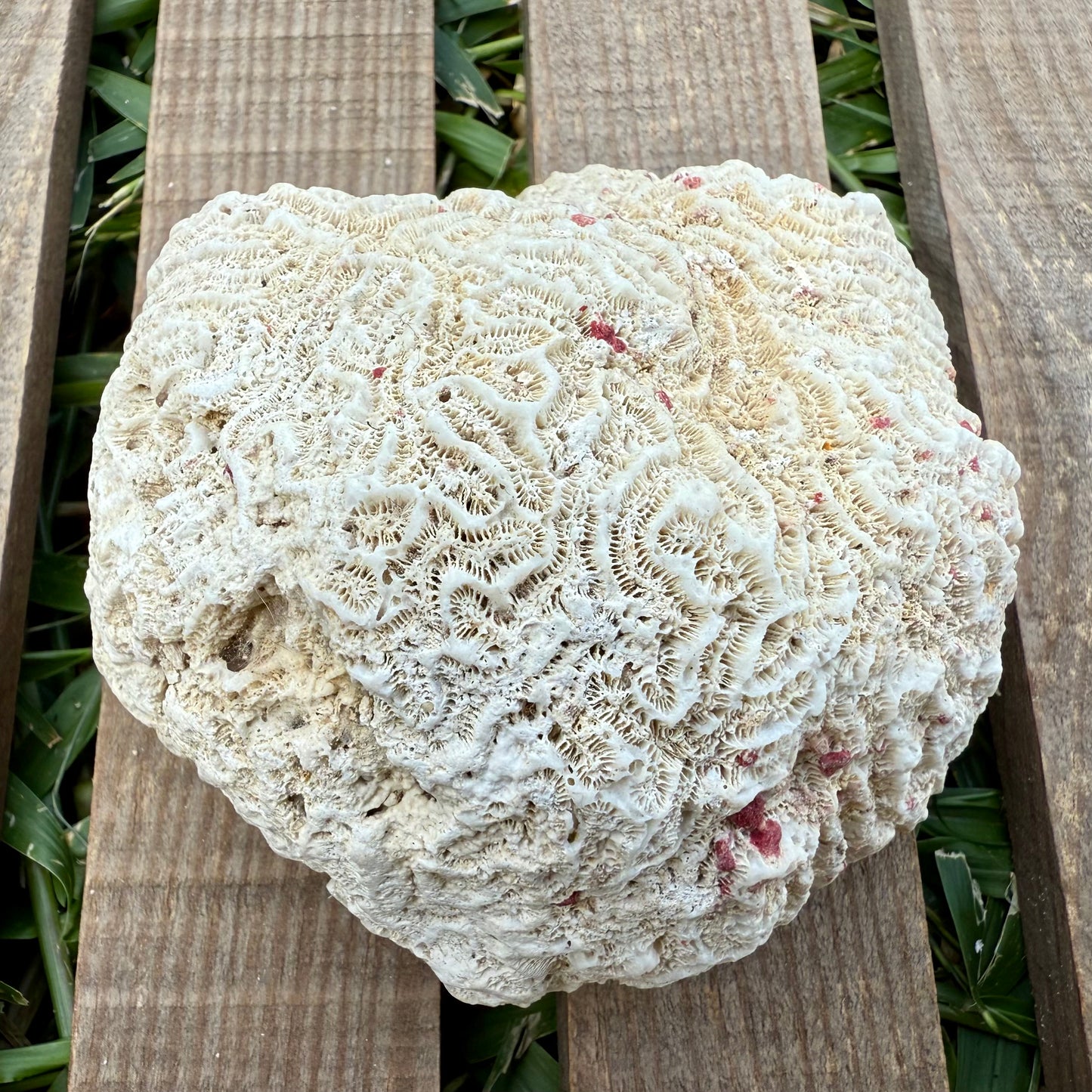 Large Brain Coral Skeleton – 9.6 oz Natural Ocean Specimen | Reef Formation & Coastal Décor