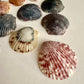 Set of 25 Florida East Coast Scallop Shells