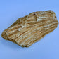 Fossilized Coral Specimen – 1.5 lb - Ancient Sea Stone
