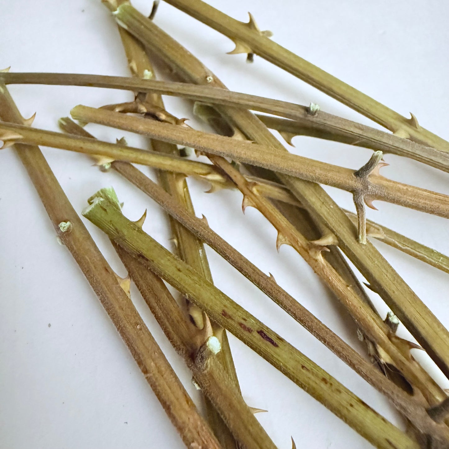 Palo de Quita Maldición - Bundle of 12 (Approx: 4” - 7” long)