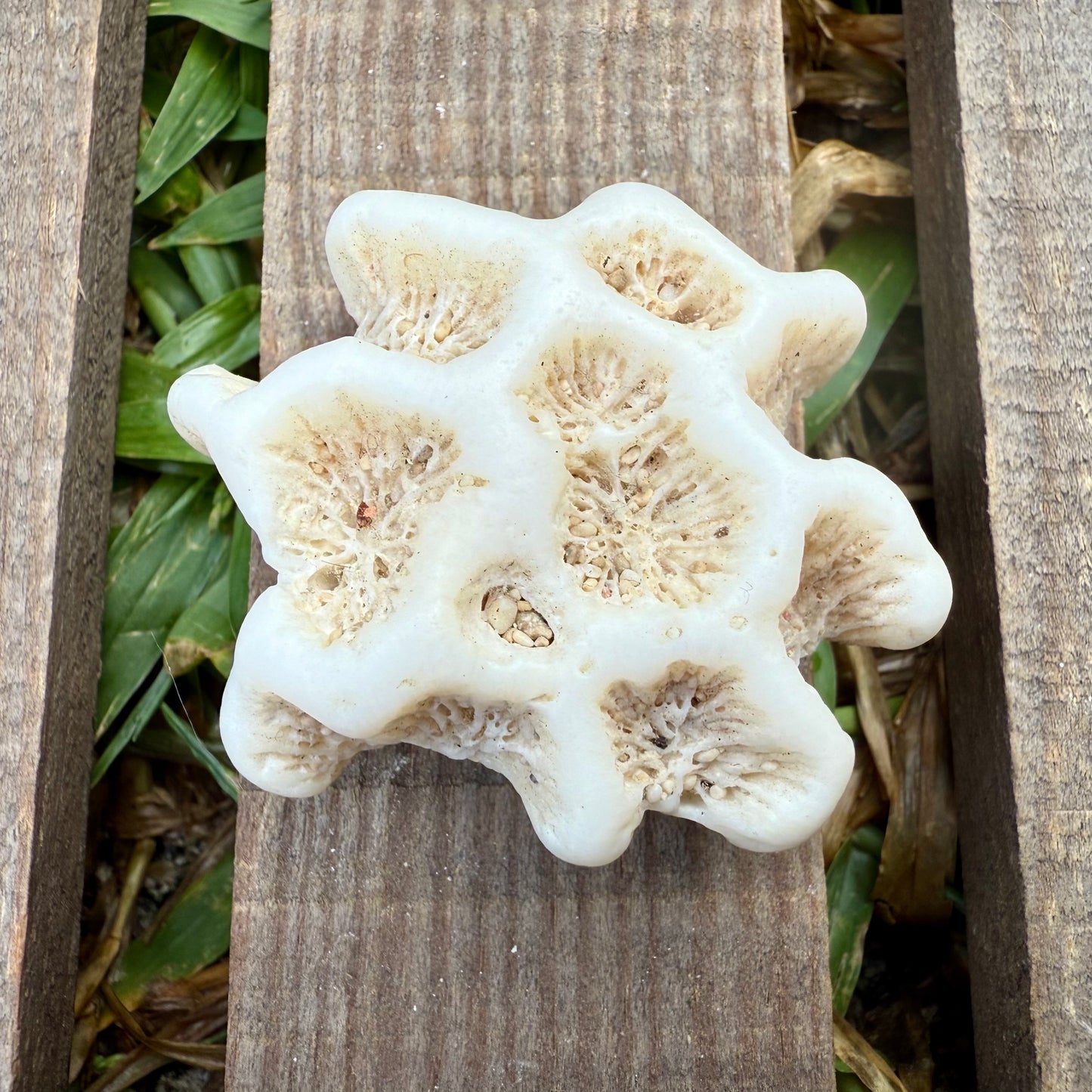 Mini Star Coral Skeleton – 1.1 oz Natural Ocean Specimen | Sun-Bleached Reef Coral