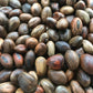 Canavalia rosea seeds (Bay Bean)