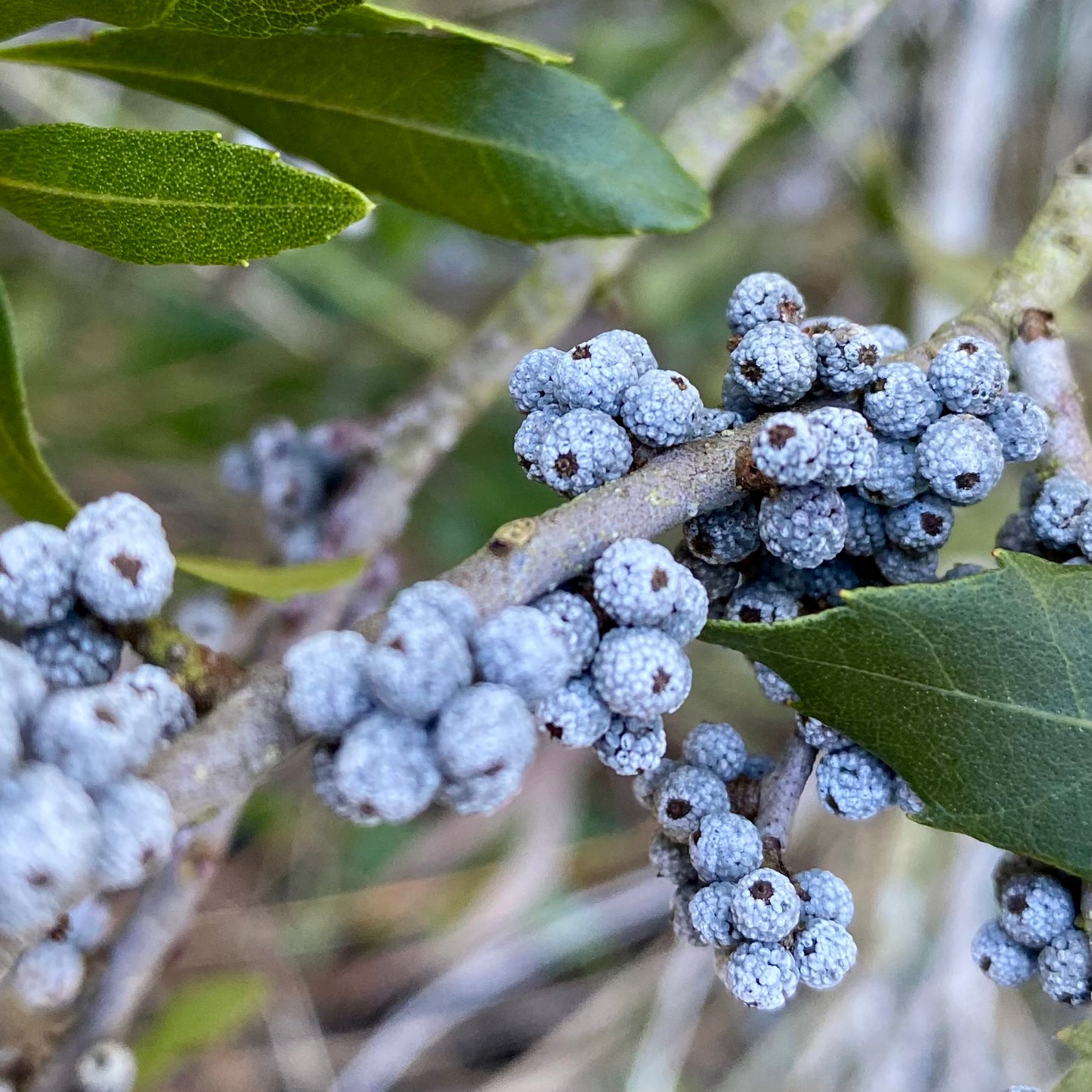 Southern Wax Myrtle (Myrica cerifera) Seeds – 1 Gram (Approx. 60 Seeds)