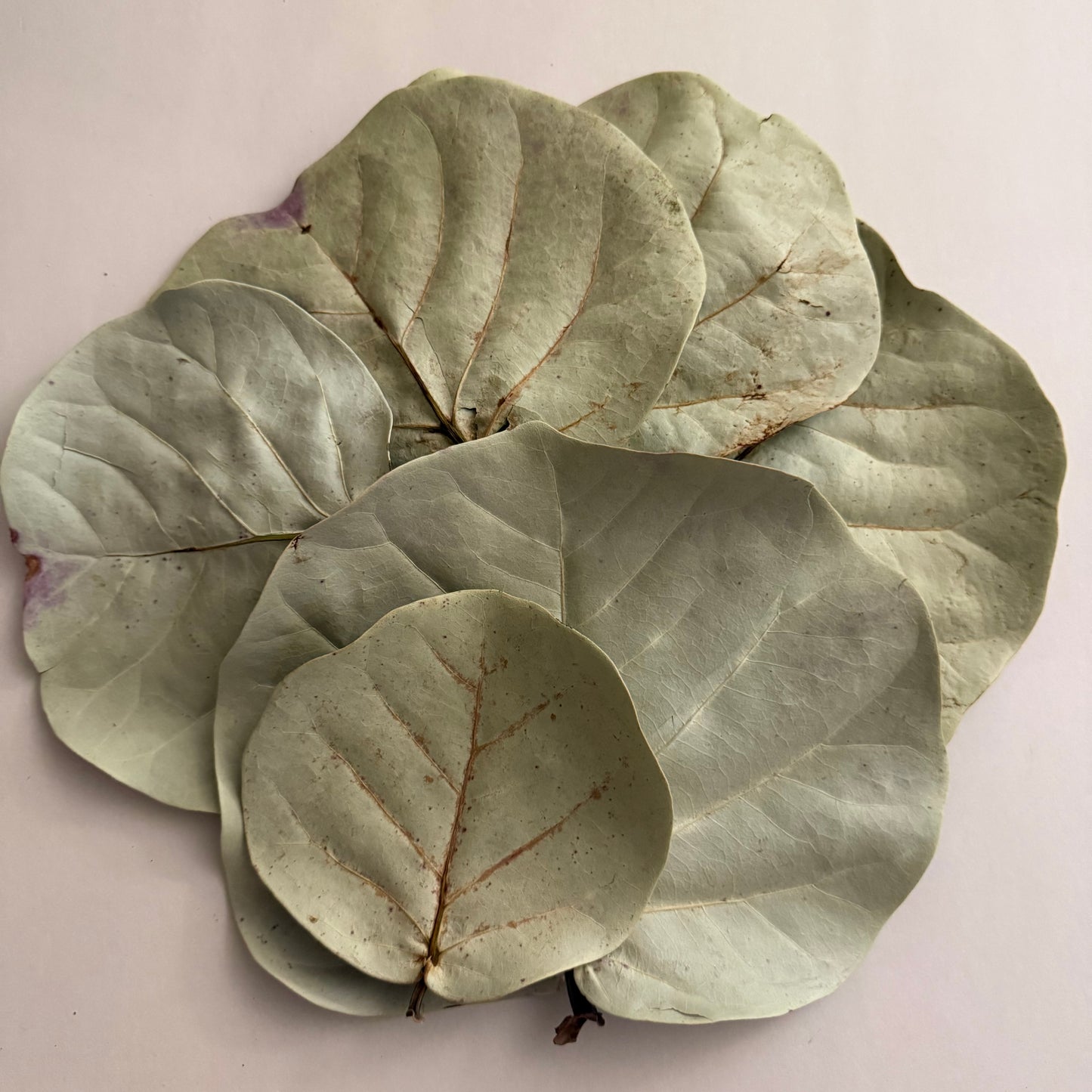 Dried Sea Grape Leaves
