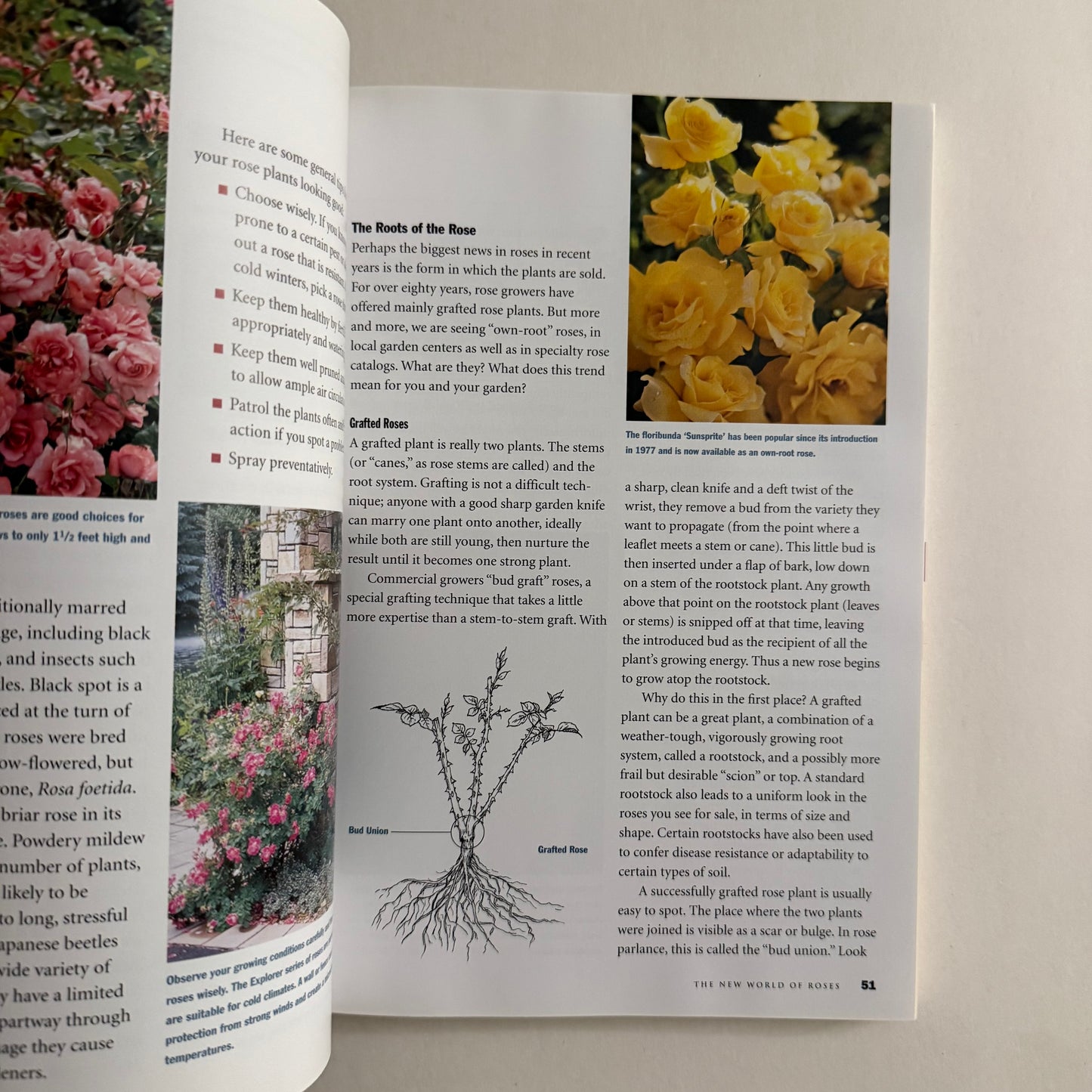Beautiful Roses Made Easy