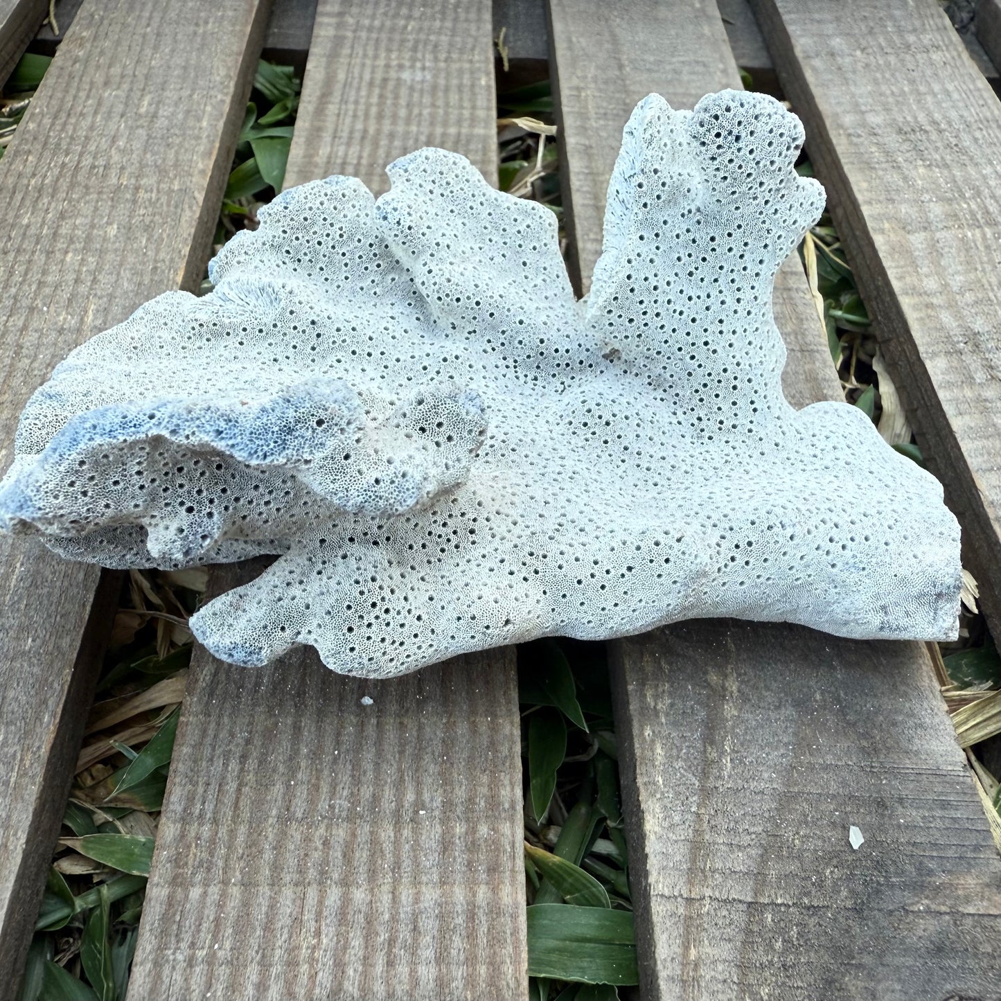 Natural Fan Coral – 3.4 oz Sea Fan Fragment | Textured Ocean Specimen & Coastal Décor