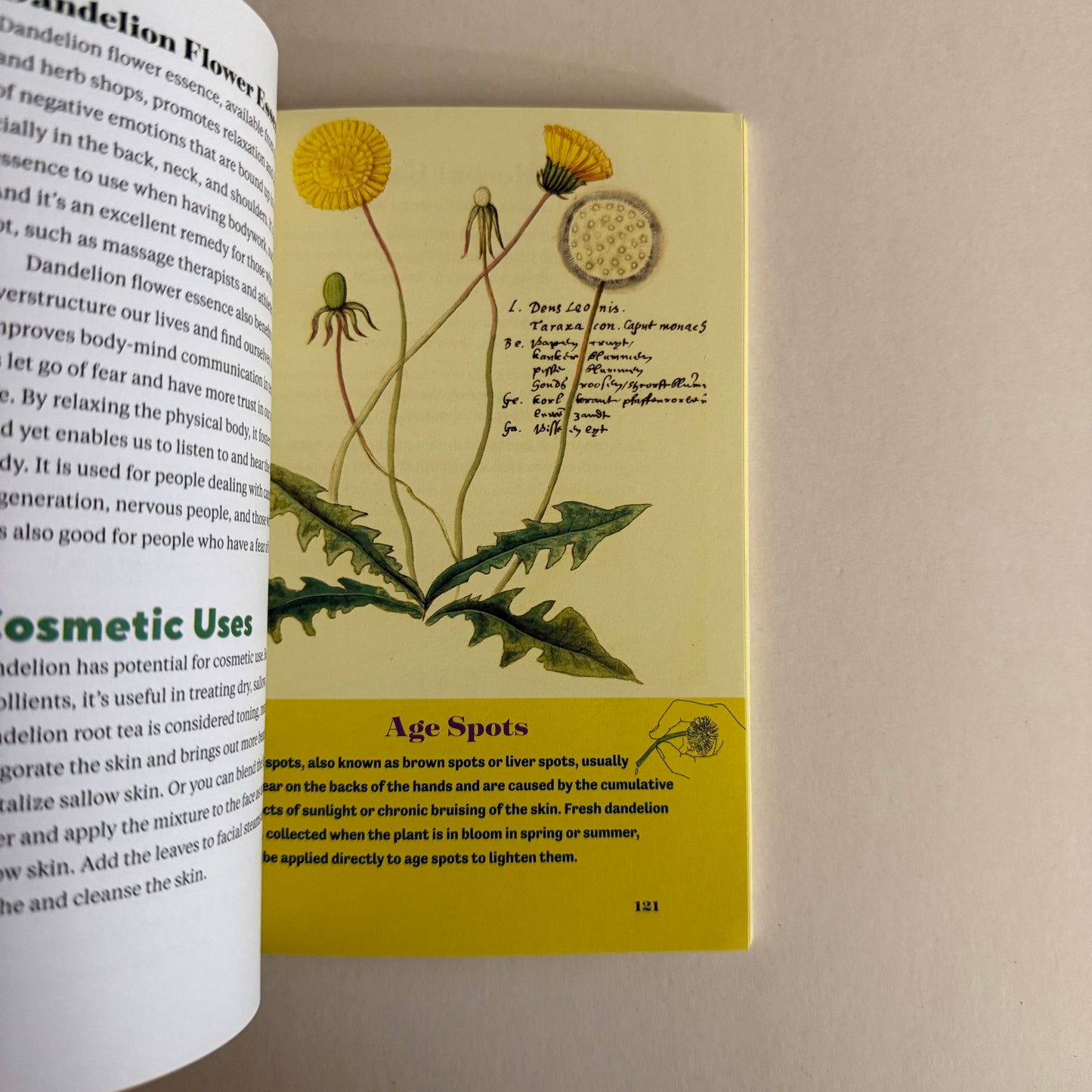 Dandelion Medicine – Forage, Feast, and Nourish Yourself with This Extraordinary Weed