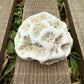 Mini Natural Coral Skeleton – 1.3 oz Star Coral | Sun-Bleached Ocean Specimen