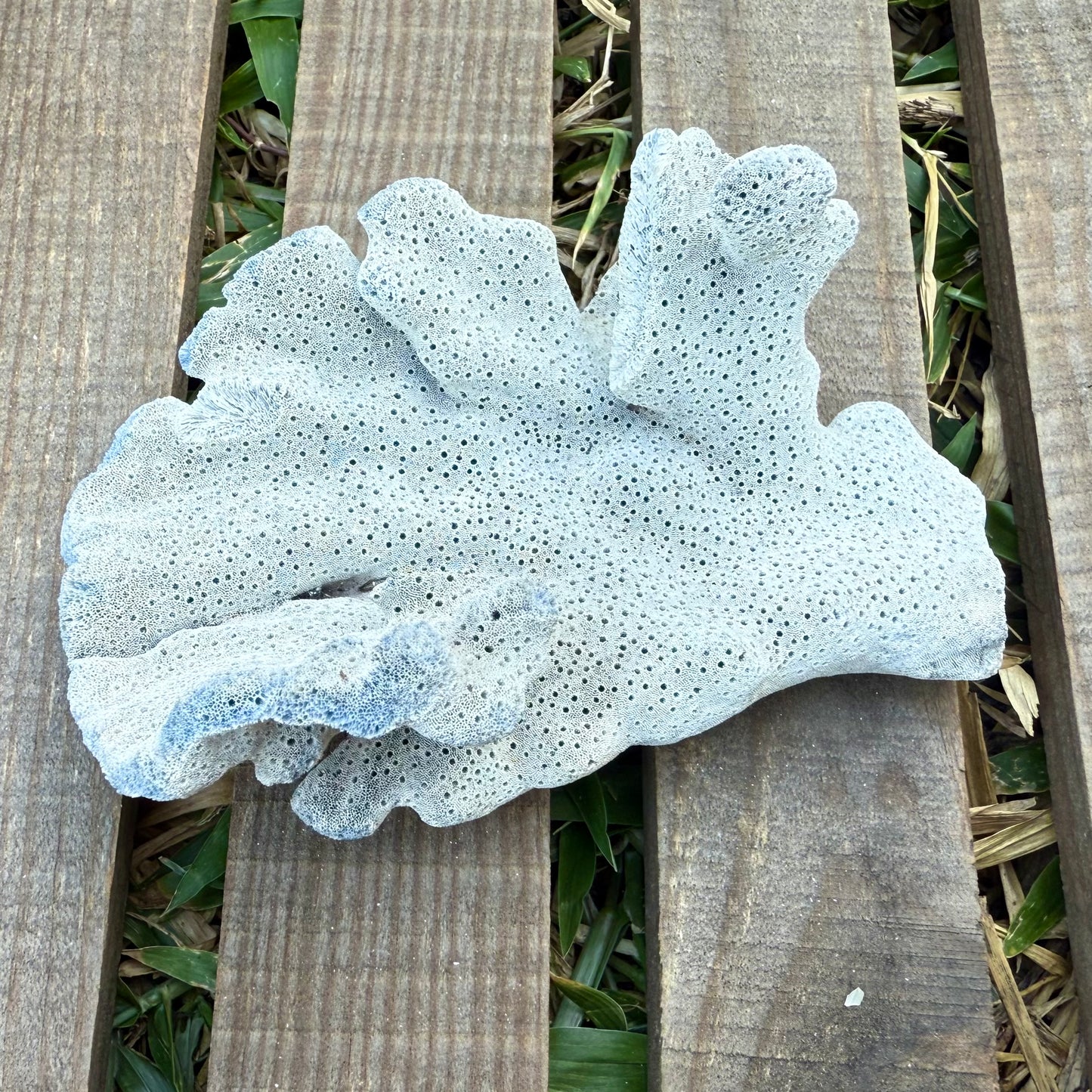 Natural Fan Coral – 3.4 oz Sea Fan Fragment | Textured Ocean Specimen & Coastal Décor