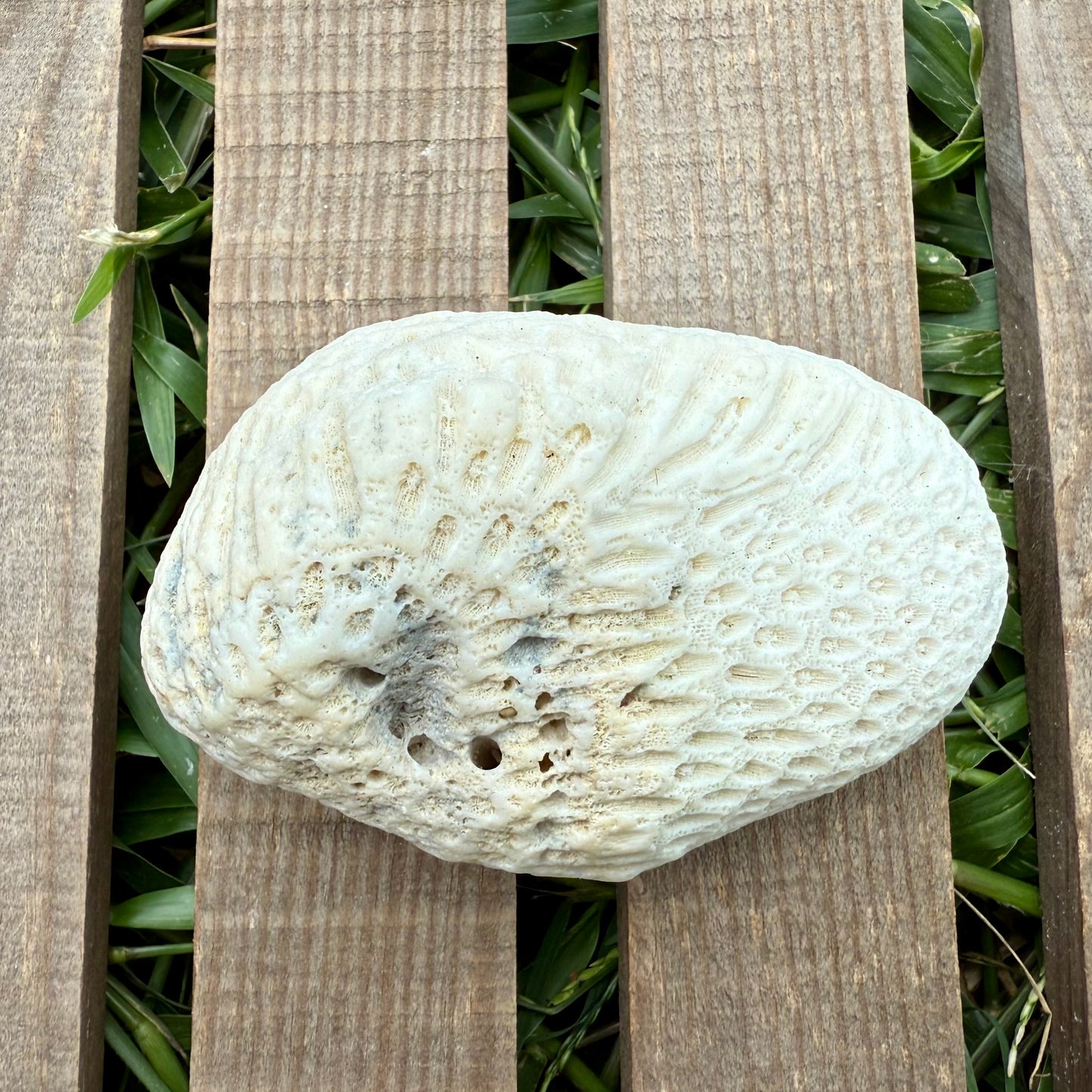 Large Natural Coral Skeleton – 7.7 oz Star Coral | Sun-Bleached Ocean Specimen & Coastal Display Piece