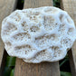 Natural Coral Skeleton – 3.4 oz Star Coral | Sun-Bleached Ocean Specimen & Coastal Décor