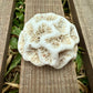 Mini Natural Coral Skeleton – 1.3 oz Star Coral | Sun-Bleached Ocean Specimen