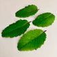 Four green leaves on a white background