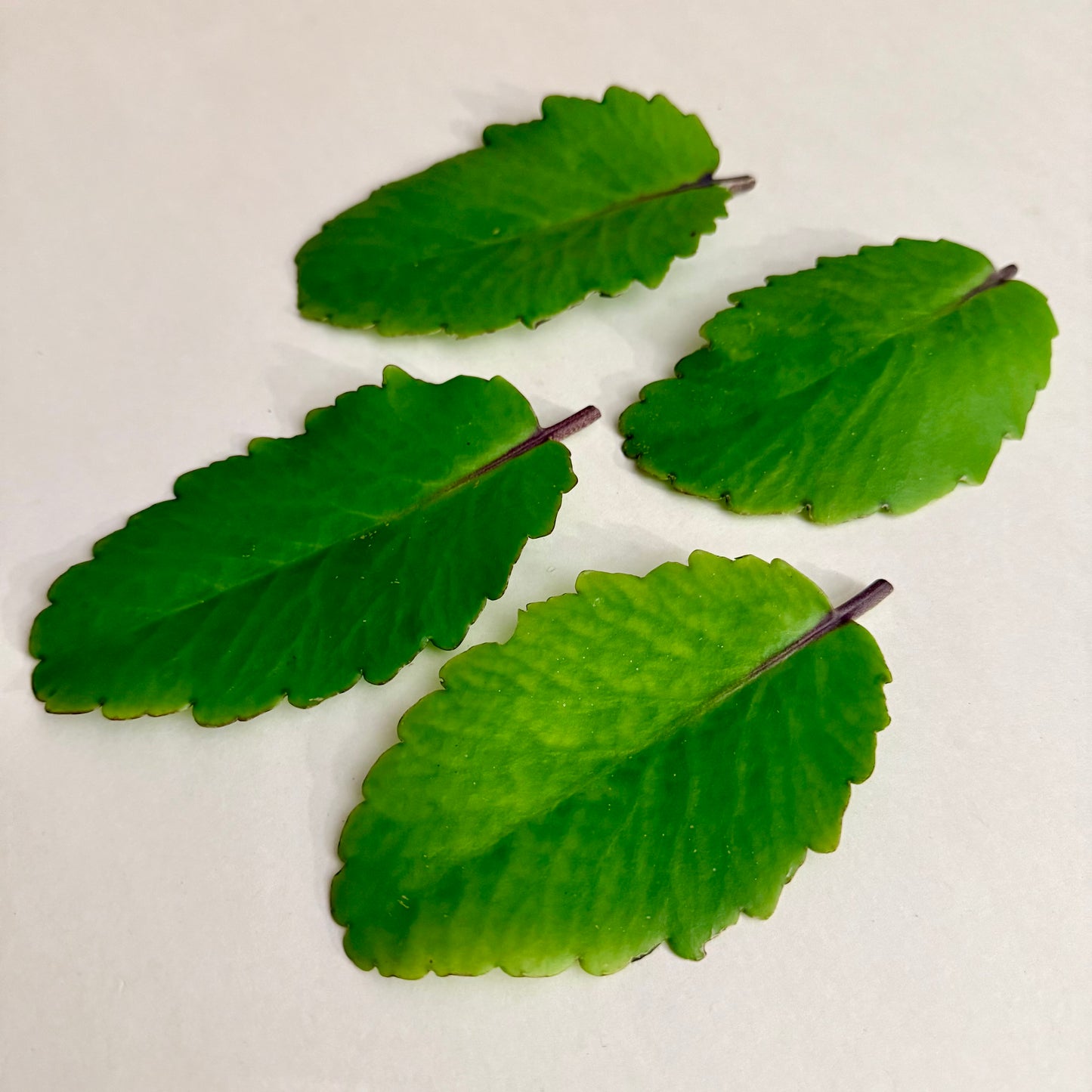 Four green leaves on a white background