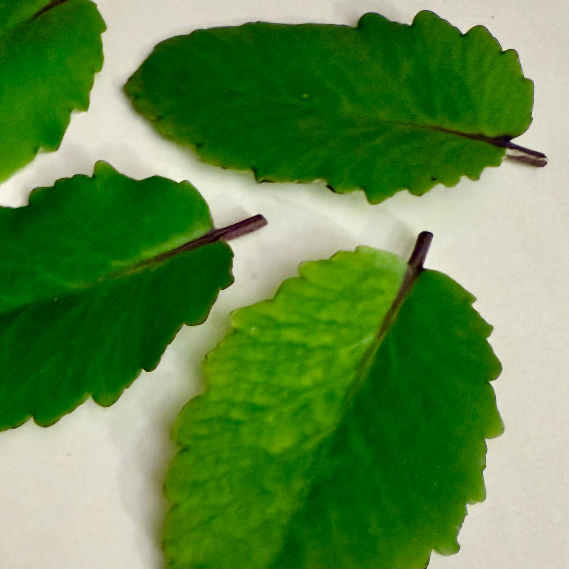 Close-up of green leaves on a white background