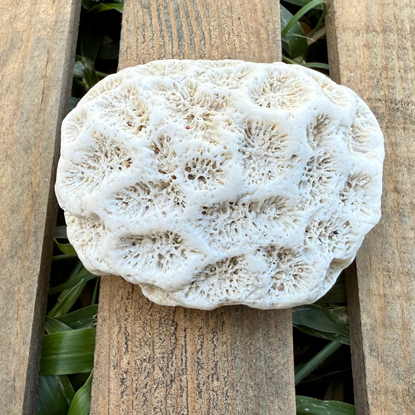 Natural Coral Skeleton – 3.4 oz Star Coral | Sun-Bleached Ocean Specimen & Coastal Décor