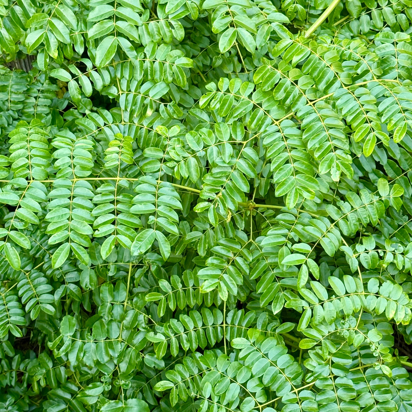 Dried Quita Maldición Leaves – 1/4 oz