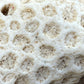 Natural Star Coral Skeleton – 3.3 oz Ocean Specimen | Sun-Bleached Coastal Décor Piece