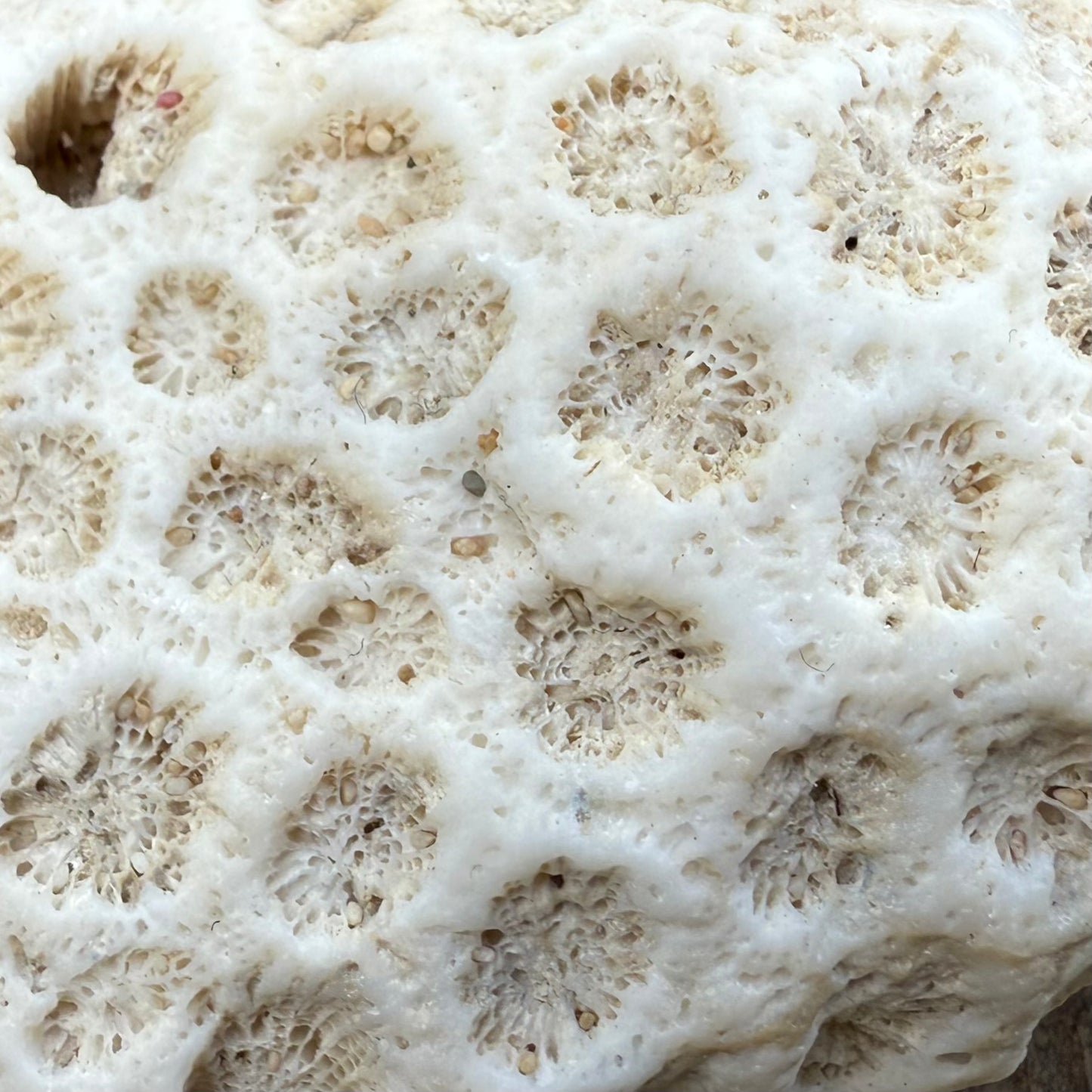 Natural Star Coral Skeleton – 3.3 oz Ocean Specimen | Sun-Bleached Coastal Décor Piece