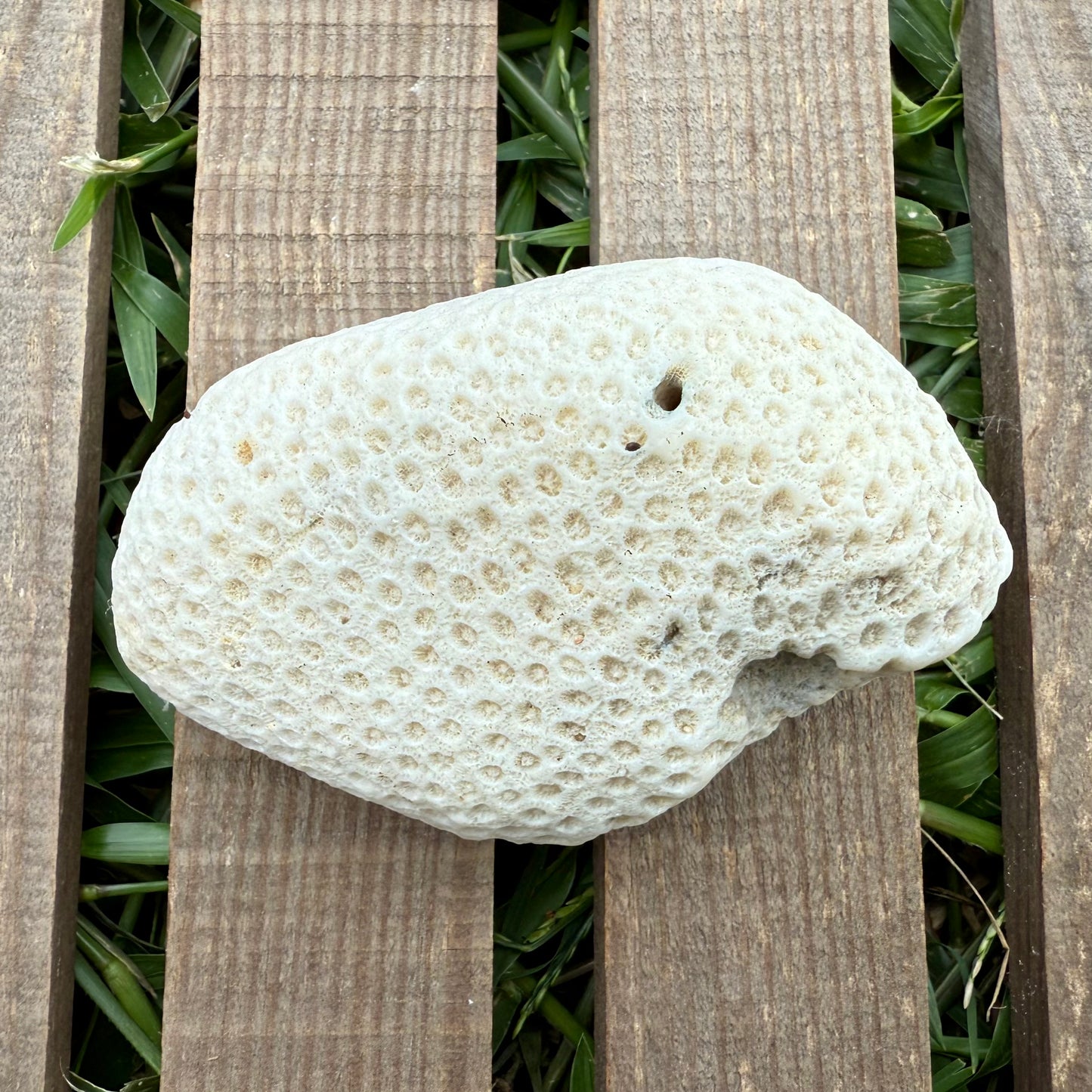 Large Natural Coral Skeleton – 7.7 oz Star Coral | Sun-Bleached Ocean Specimen & Coastal Display Piece