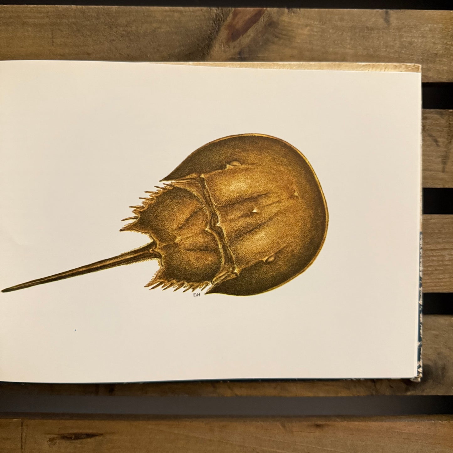 The Sandy Shore by John Hay — Illustrated by Edward and Marcia Norman