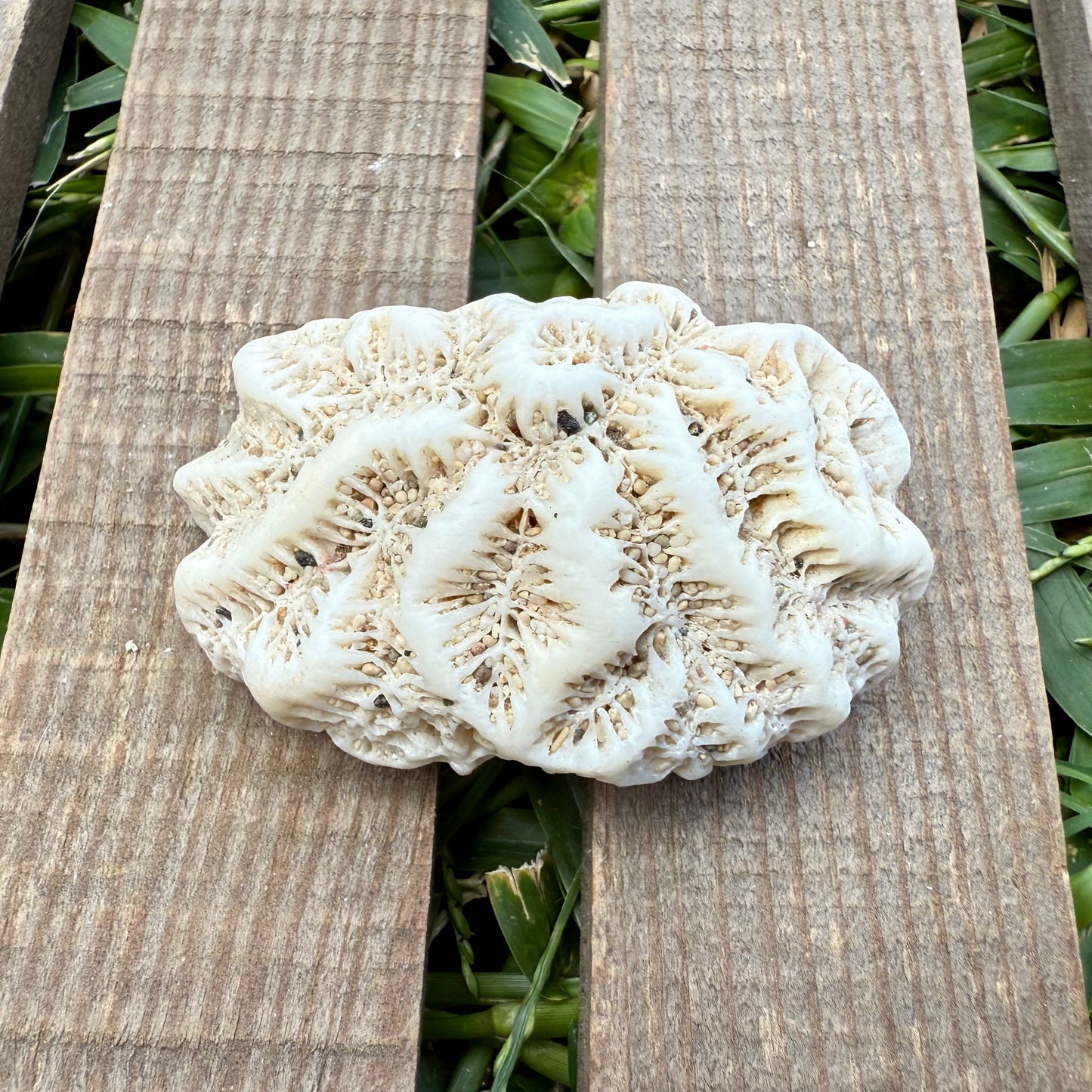 Leaf Coral Skeleton – 2 oz Natural Ocean Specimen | Sun-Bleached Reef Coral