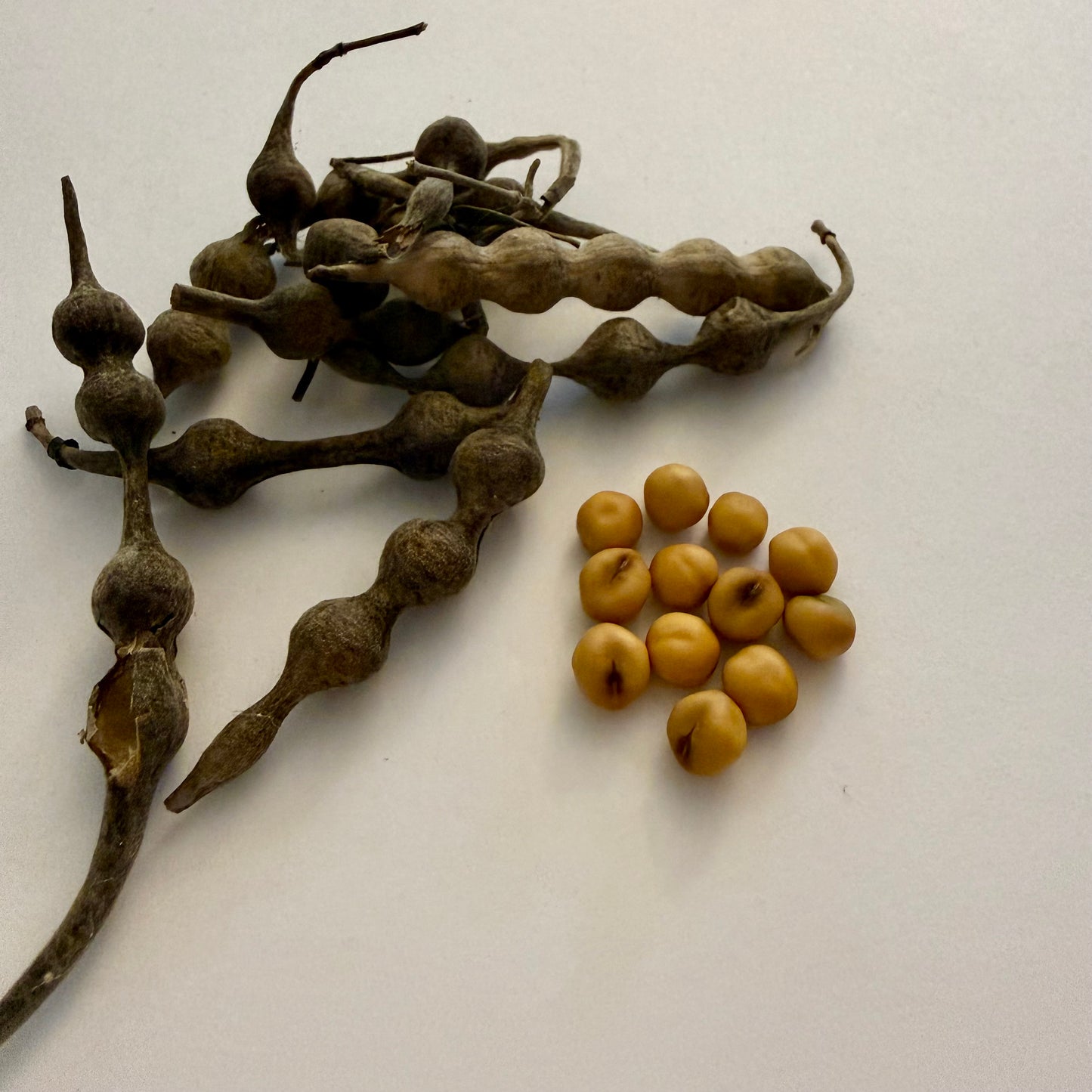 Sophora tomentosa var. truncata Seeds (Qty. 12) – Coastal Necklace Pod