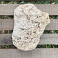 Coral Limestone Reef Rock – 1.3 lb Fossilized Shell Stone | Natural Coastal Formation