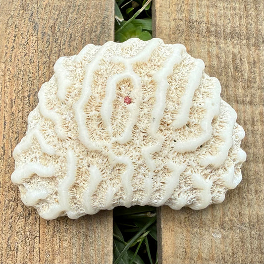 Natural Brain Coral Skeleton – 2.3 oz Fossil-Like Ocean Specimen | Coastal Décor & Collector Piece