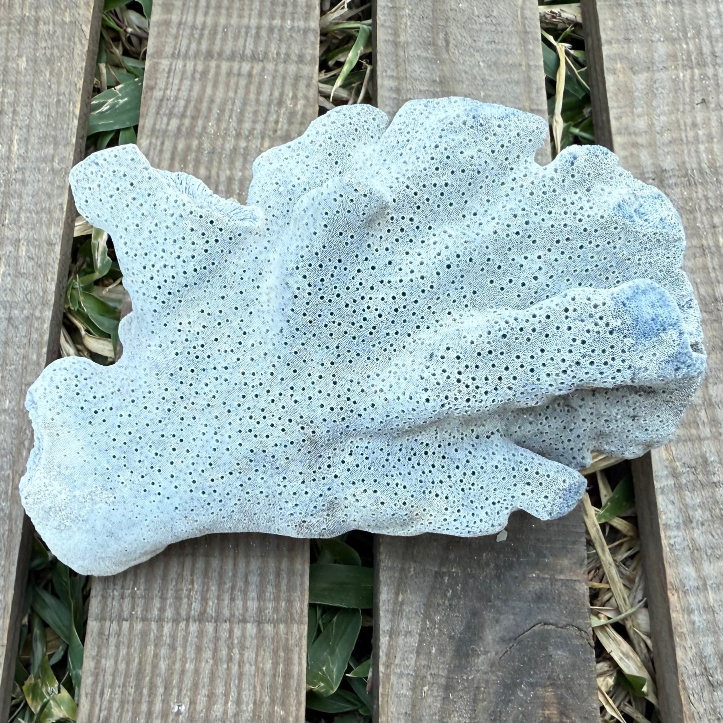 Natural Fan Coral – 3.4 oz Sea Fan Fragment | Textured Ocean Specimen & Coastal Décor