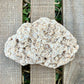 Coral Limestone Reef Rock – 8.6 oz Fossilized Reef Limestone | Natural Coastal Stone Specimen