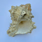 Knobbed Whelk Shell – 6.5 oz Natural Sea Shell | Coastal Décor & Ocean Collector’s Specimen